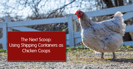 The Next Scoop: Using Shipping Containers as Chicken Coops