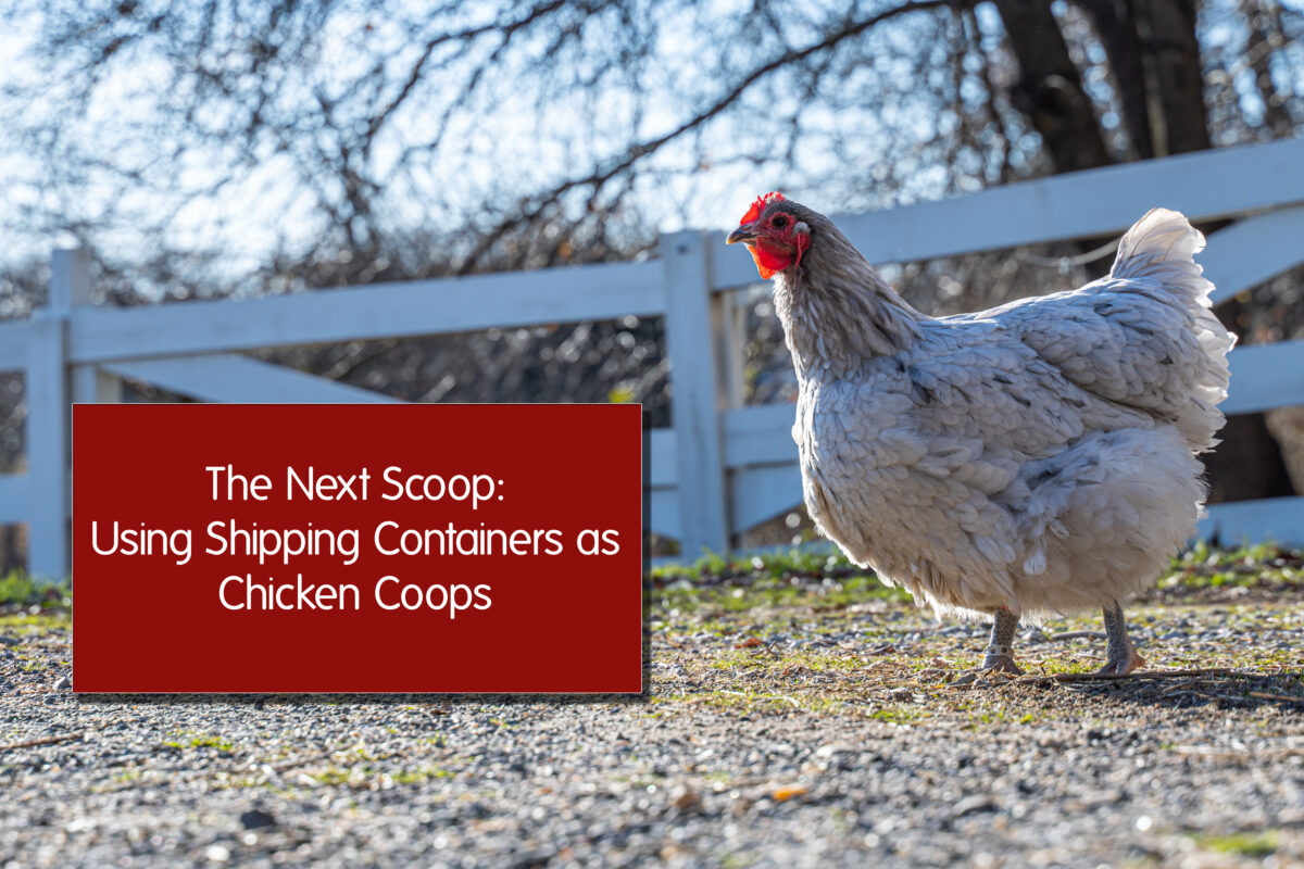 The Next Scoop: Using Shipping Containers as Chicken Coops